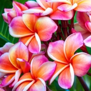 Meet your Posher, Jan